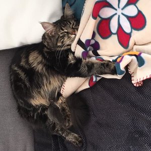 Zira bei ihrer ersten Kränkung Mitte März