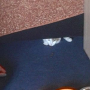 Flöckchen blinzelt unter dem Sofa vor