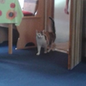 Vom Streifzug zurück