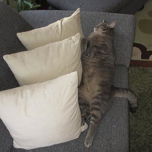 Lilly mag es sich überall auszustrecken.