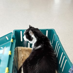 Pfeife, in der Tierklinik, Minuten vor dem Start der stationären Infusionen.