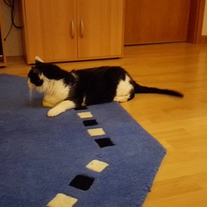 Pfeife, zu Hause, nach 2 Tagen Infusion, die Essensaufnahme war weiterhin sehr gering. Hinterbeine waren ab diesem Zeitpunkt wacklig.