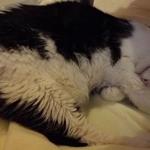 Pfeife pennt nach dem Zahnverlust.