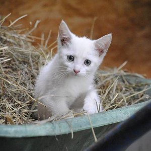 Schnee in der Schubkarre