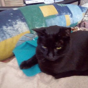 IMG 20170814 145654
Seine Lieblingsbeschäftigung Kuscheln und Schmusen