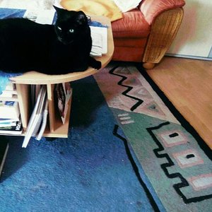 IMG 20171014 WA0003
Blacky sitzt wie ein König auf sein Lieblingsplatz