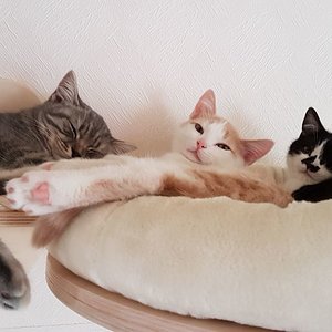 von links nach rechts
Pascha - Aladdin - Benny