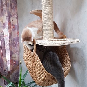 Diesen Einkaufskorb habe ich in einem Möbelhaus entdeckt und irgendwas musste ich daraus für die Rasselbande bauen. Inzwischen wird er regelmäßig als Schlaf- oder seltener als Tobeplatz genutzt.

Das Baumaterial war neben dem Einkaufskorb wieder nur Sperrholz, zwei Kiefernholzstützwinkel vom Baumarkt, eine fertige Sisalsäule, Teppich, Sisalstrick und Holzkaltleim.