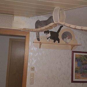 Die Brücke besteht aus einzelnen kurzen Holzbrettern (ca. 3cm), welche seitlich mit Sisalstrick auf Abstand verklebt sind. Als Lauffläche ist über alle Bretter wieder der Teppich verklebt worden, welcher am Rand mit Sisal gegen ausfransen gesichert wurde. Dadurch ist die Brücke sehr stabil und doch flexibel.

Dahinter sieht man einen Durchgang in einen kleinen Flur, wo ein ruhiger Schlafplatz unter der der Decke hängt und ein weiterer Durchgang mit einer Katzenklappe in einen anderen Raum existiert. Dort stehen zwei Katzenklos. Den Weg dahin hatte die Rasselbande sehr schnell verinnerlicht.