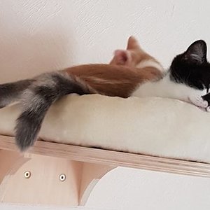 Wieviel Katzen sind auf dem Bild? 

;-)