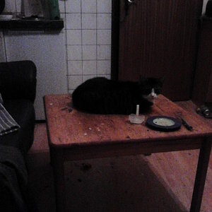 Tigger auf den Tisch