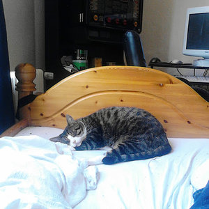 Tigger in Land der Träume