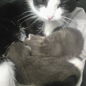 15823495 148279335660497 762505002953294790 n