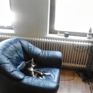 tigger auf den sesel731