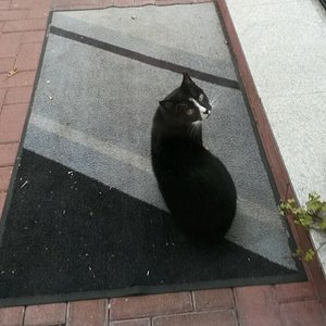 Paulchen - vermisst seit 04.04.18 um 4.30 Uhr