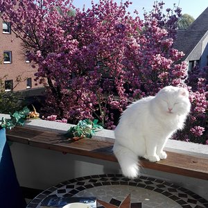 vor der wunderschönen Magnolie macht sie sich auch ganz toll