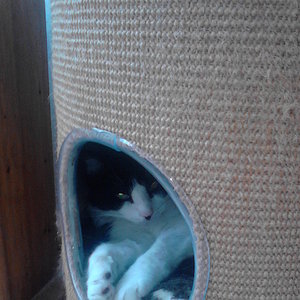 Mongli in die Kratzetonne