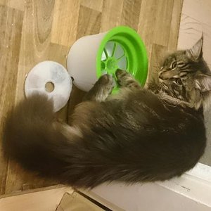 Anuk hat wieder mal kurz davor den Trinkbrunnen um zu kippen...