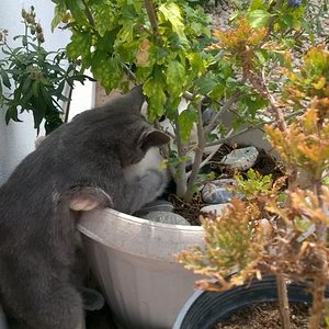 Spielen im und am Blumentopf