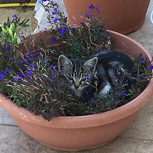 Zwacki im Blumentopf