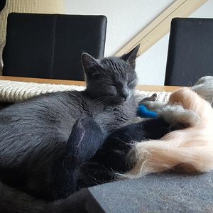 Elly leistet mir gesellschaft, während ich filze