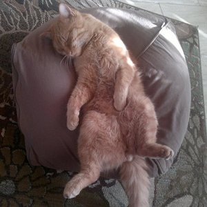 300120181205  Unser Weasly  
Wurde nur zwei Jahre und mußte aufgrund von einer Virusinfektion vor drei Monaten eingeschläfert werden.