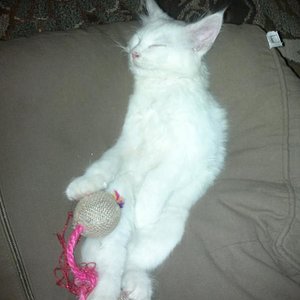 071220171183   Das ist unser Winni mit 12 Wochen