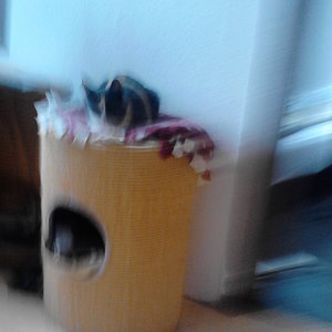 Bie Katzen Mutti auf die Katzen tronnen