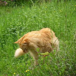 Julchen auf der Pirsch