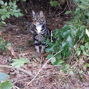 Unser kleines Katzenmädchen...