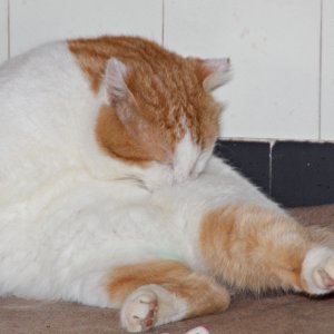 Tom der Grieche bei mir am 21.10. 2018-6.1.2019