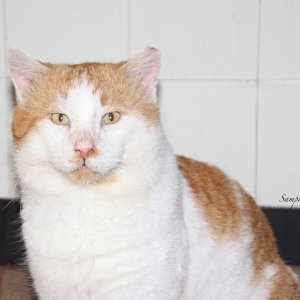 Tom der Grieche, bei uns am 21.10.2018-6.1.2019