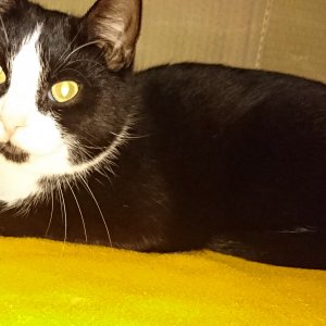 Der ängstliche Fips aus Deutschland