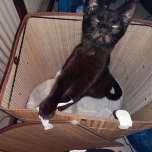 mürrisches Katergesicht.jpg