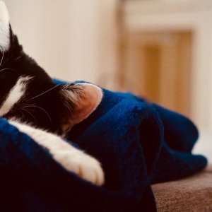 Luna die Ausreißerin