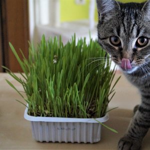 Leni die feinschmeckerin