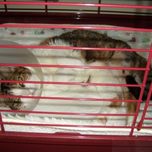 Mucki ist krank 1.JPG