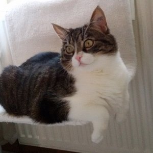 Piri in der Heizungsliege