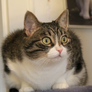 Piri auf dem Kratzbaum