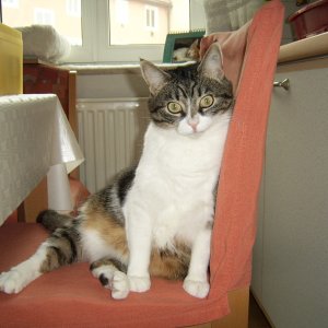 Piri auf dem Küchenstuhl