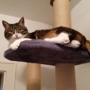 Piri auf dem Kratzbaum