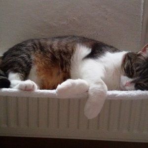 Piri in der Heizungsliege