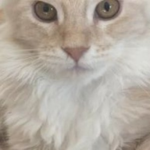 Cheyenne 17 wks 2021