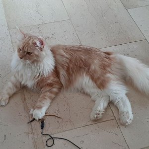 Cheyenne Januar 2022