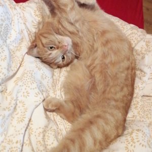 die kleine Ohneschwanz