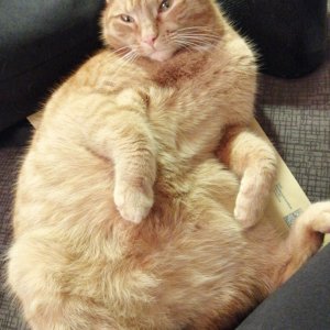 Ohneschwanz nach dem Mittagessen