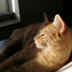 Zeit fürs Mittagsschläfchen bei Mitschwanz