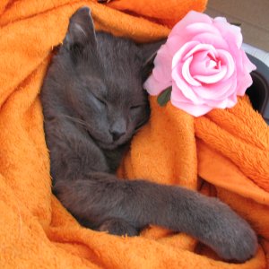 meine grosse Liebe gestorben nach Impfung