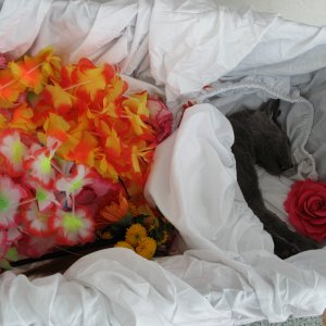 meine weitere grosse Liebe verstorben nach Impfung.