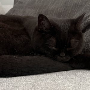 Ashley von Hettenberg